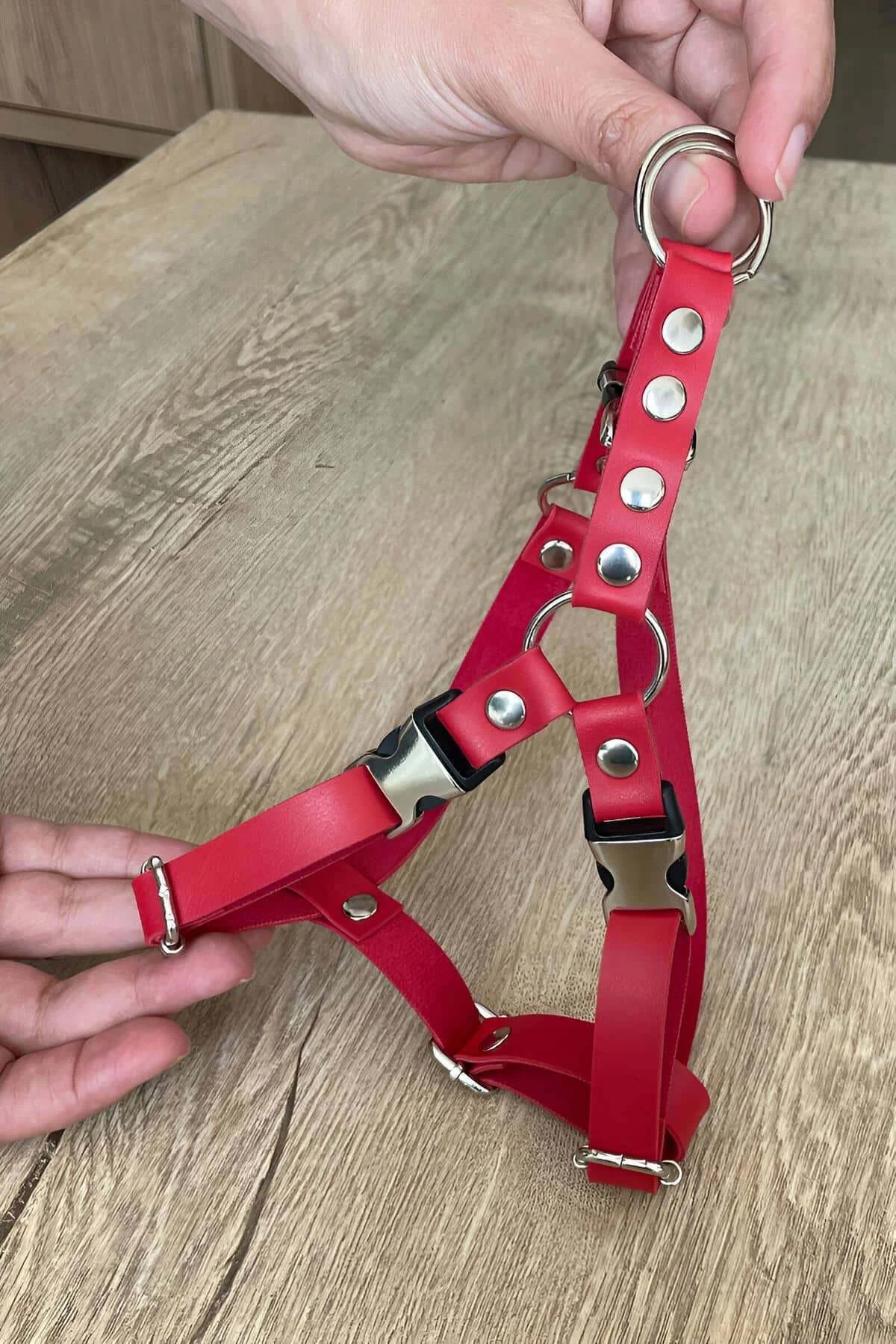 tabby cat wearing red faux leather harness with leash attached at upper back O-ring