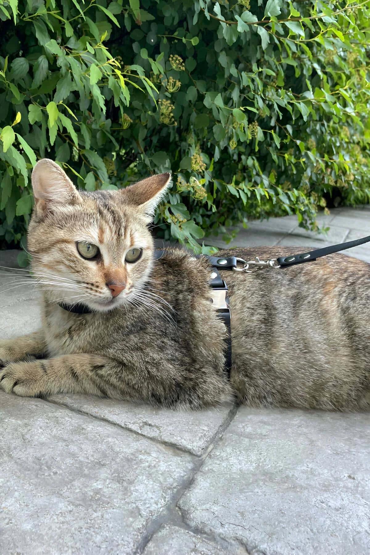 Black faux leather cat harness back D-ring leash attachment point on adult tabby cat