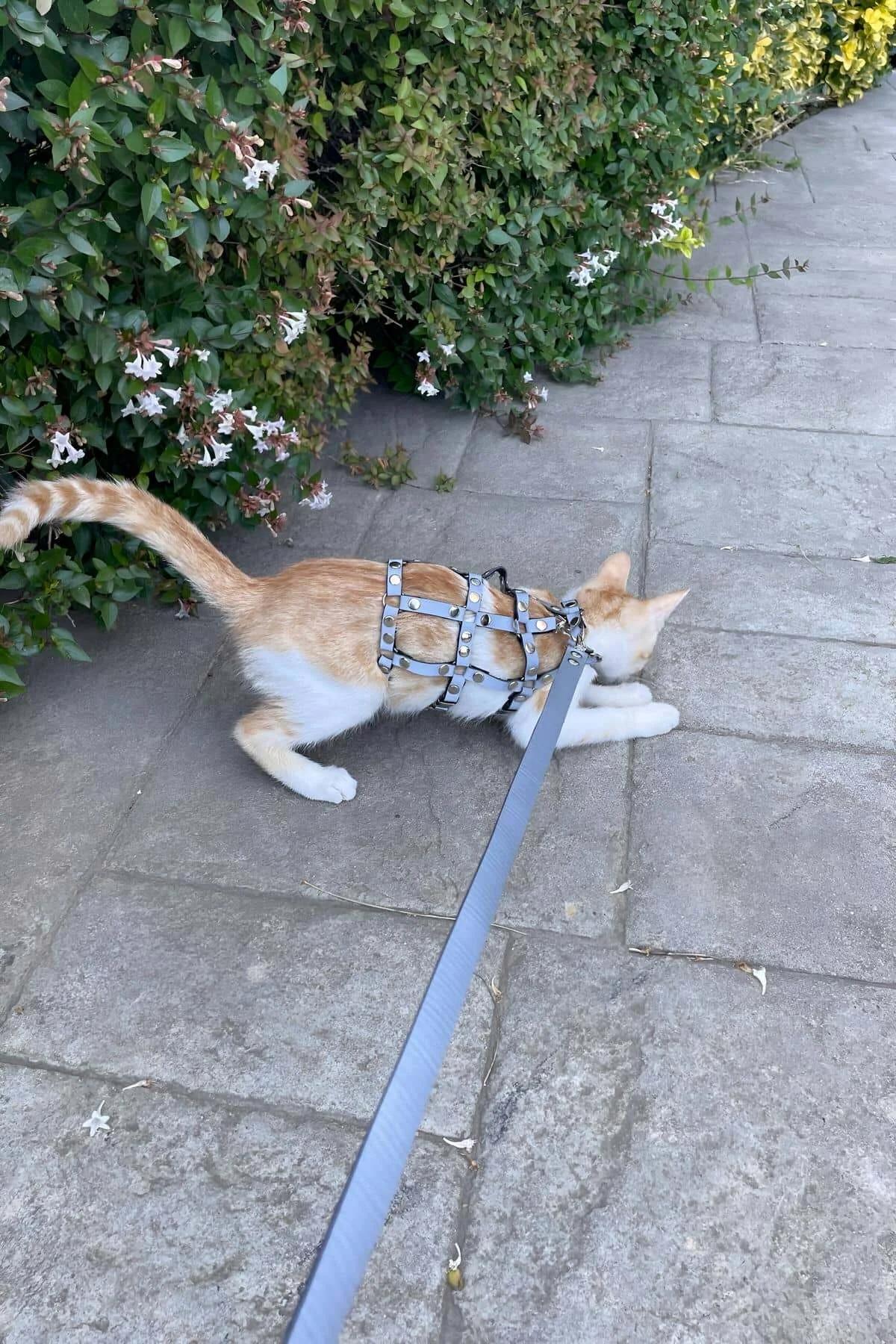 Gray faux leather cat leash with swivel carabiner clip laid flat beside matching harness