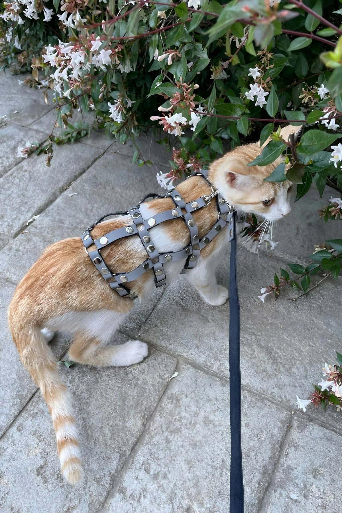 Reflective Studded Harness with Leash for Pet Cats