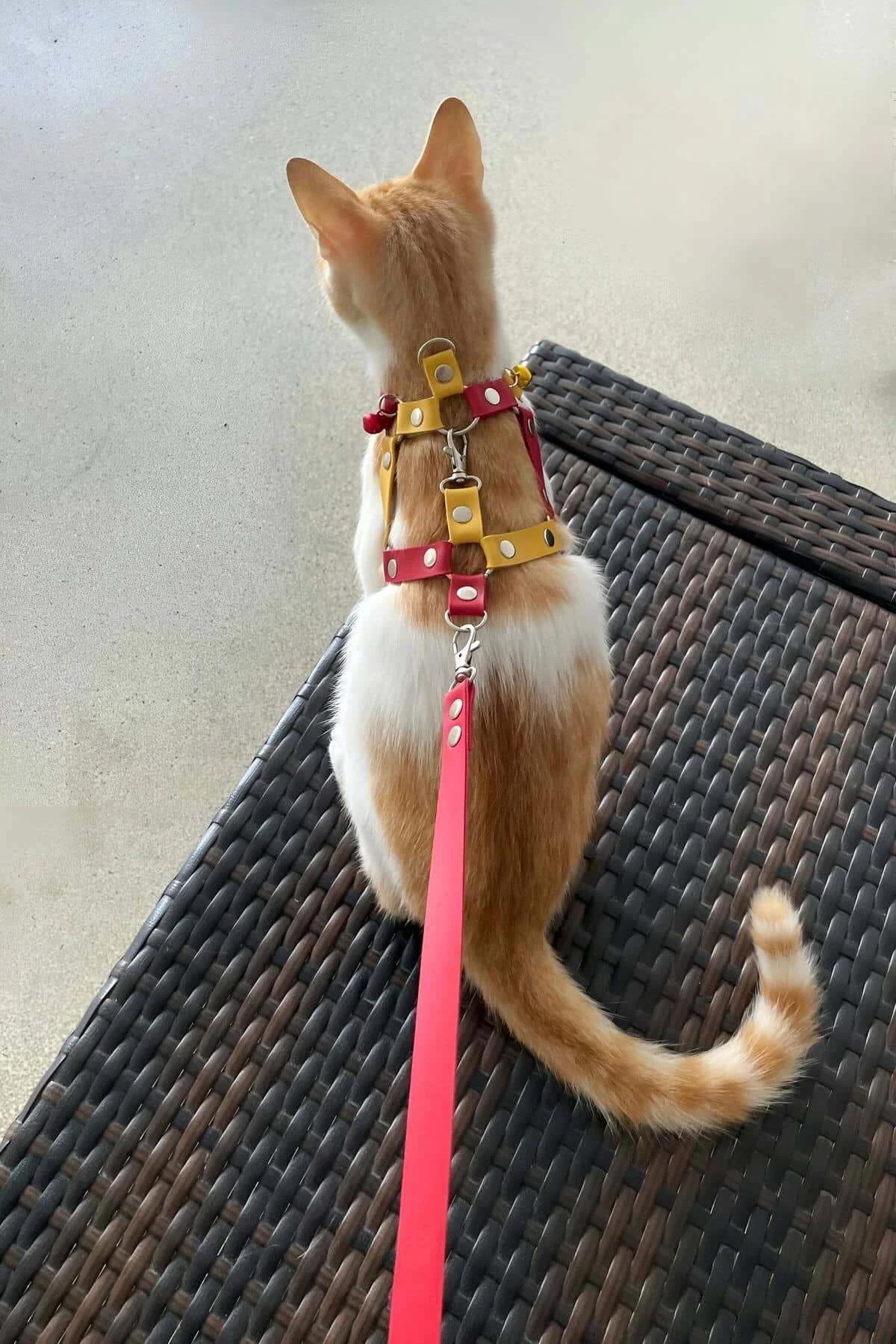 Adjustable Chest Harness with Leash Attachment for Cats