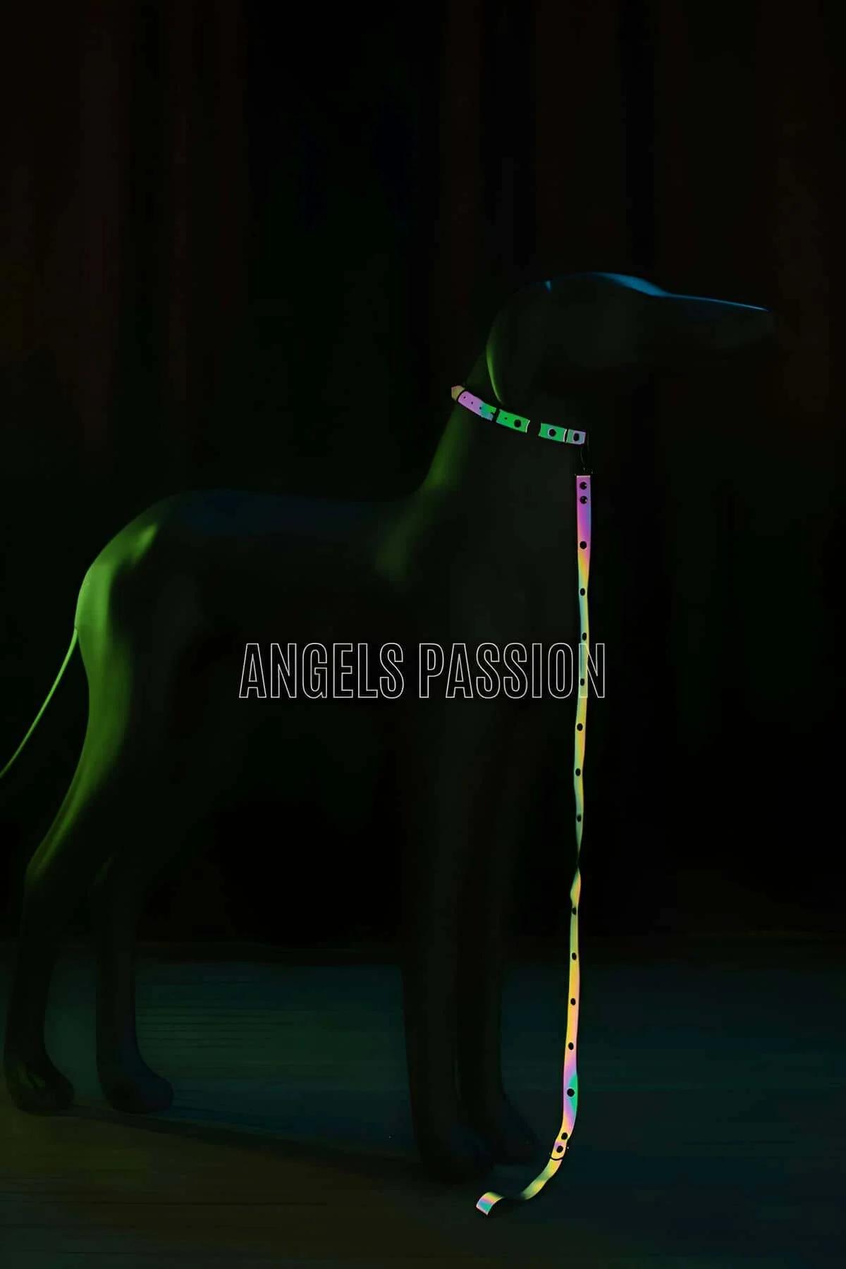 Reflective Dog Collar with Colorful Reflections in the Dark - NPD012