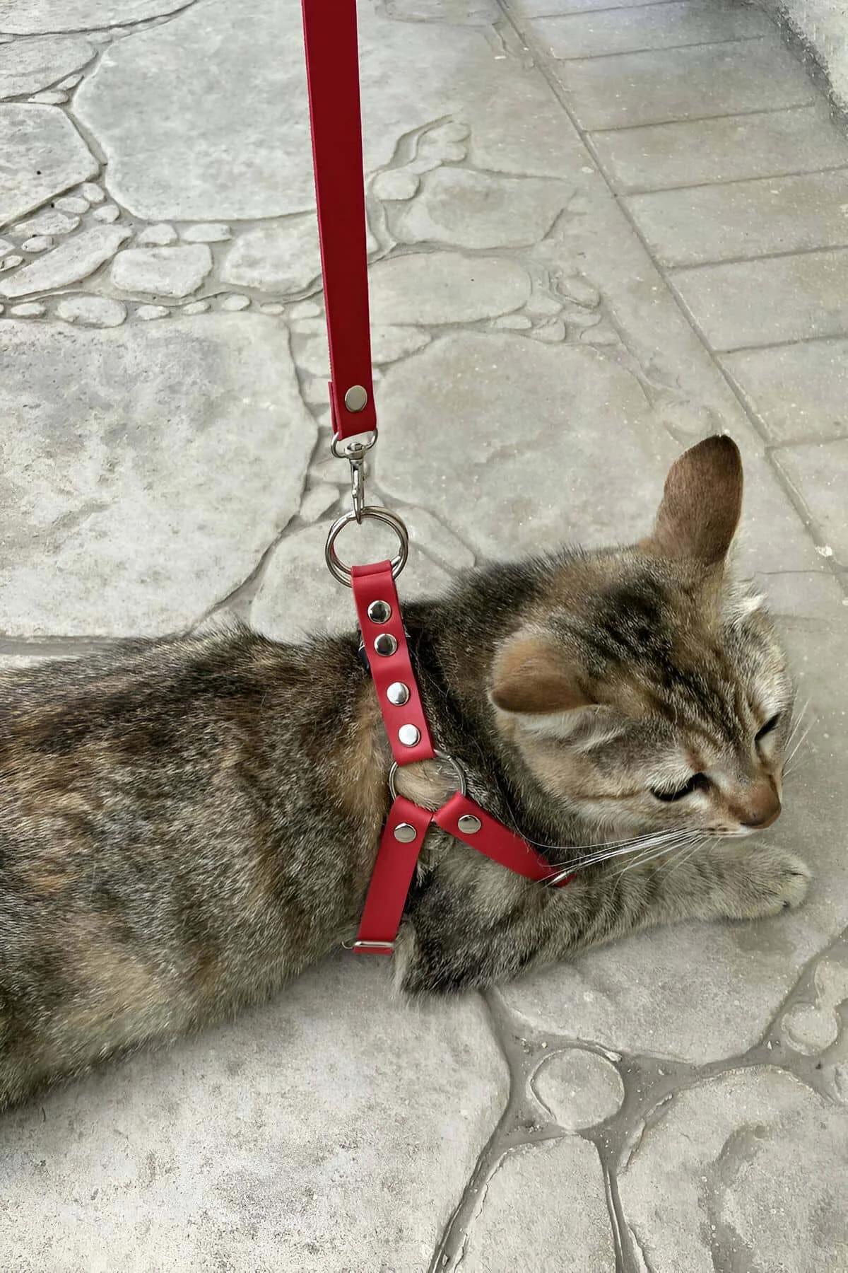 red faux leather cat harness with silver O-ring and adjustable straps worn by tabby cat on stone pavement