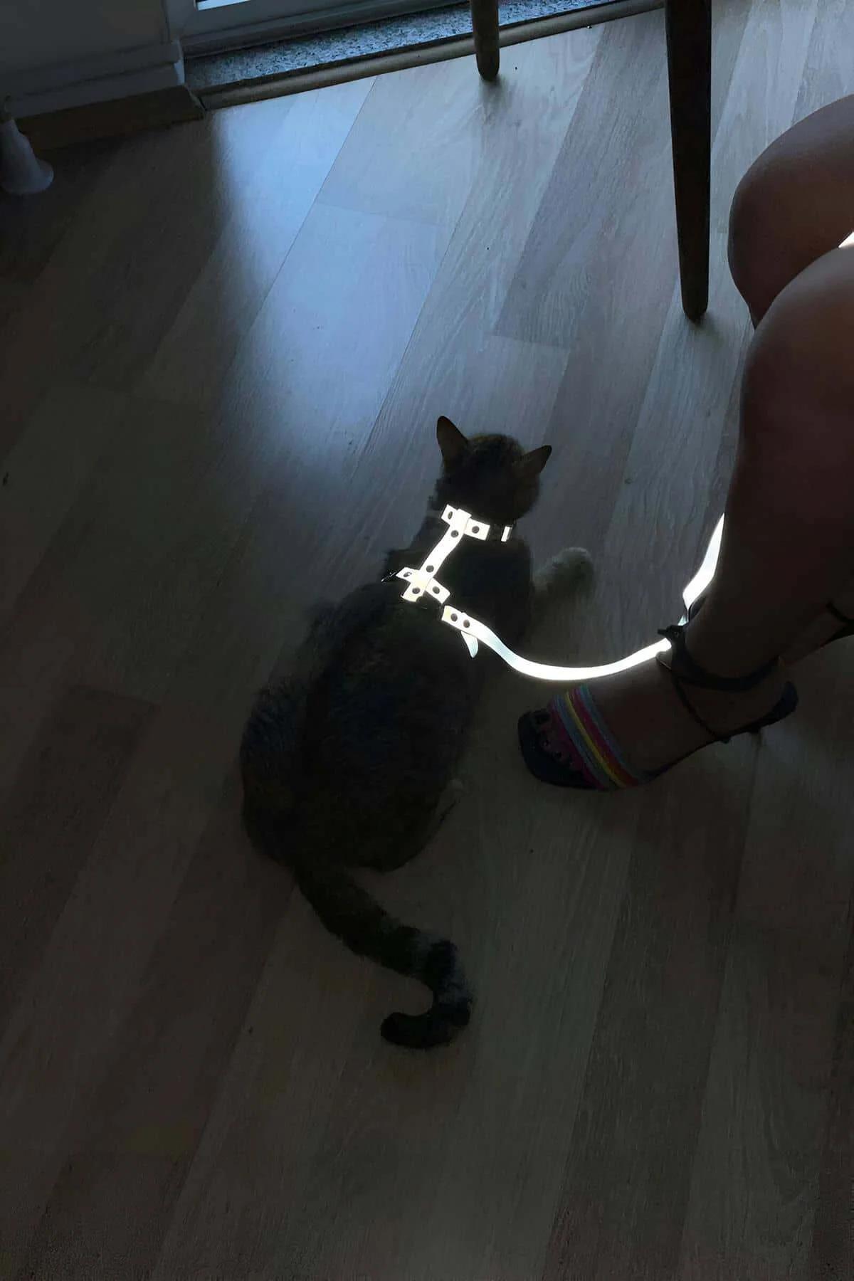 White reflective cat body harness with detachable leash on dark grey cat, glowing brightly in low indoor light