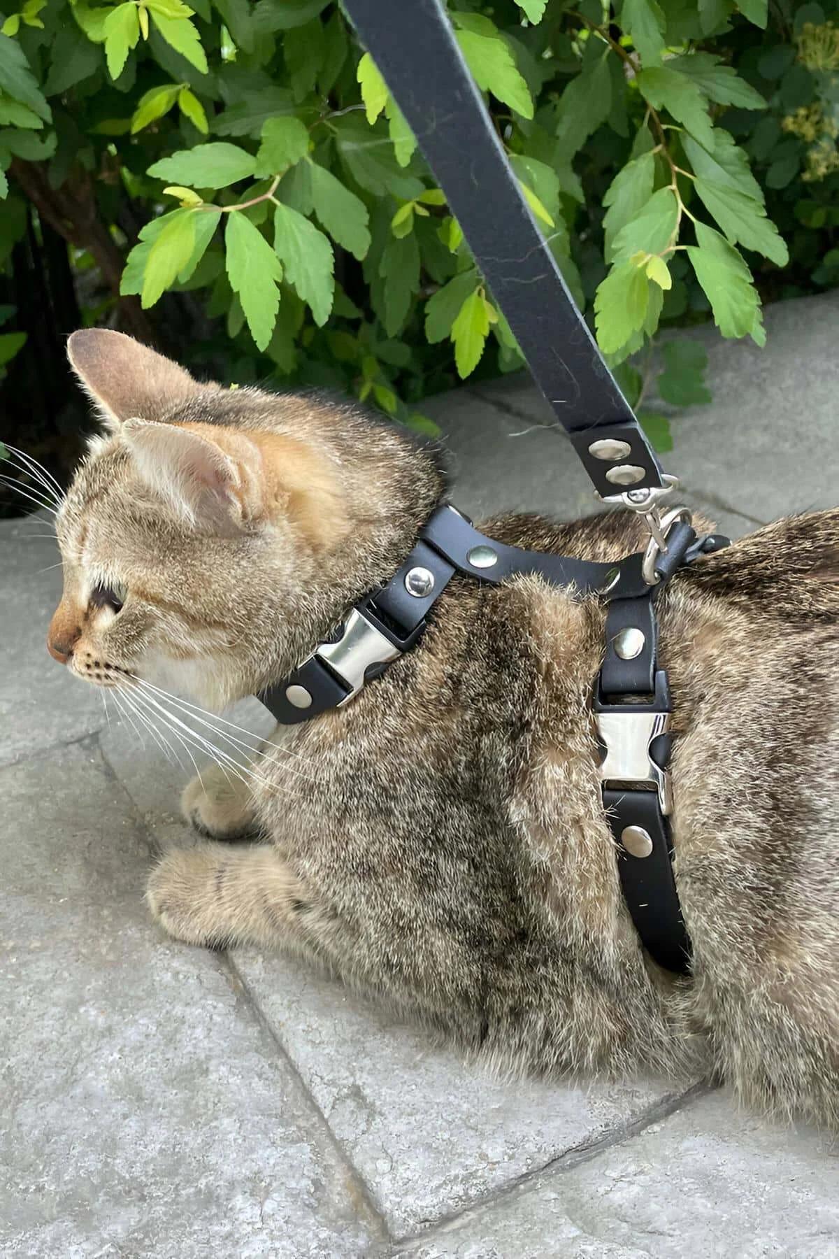 Black faux leather cat harness with silver quick-release buckles and D-ring worn on tabby cat outdoors