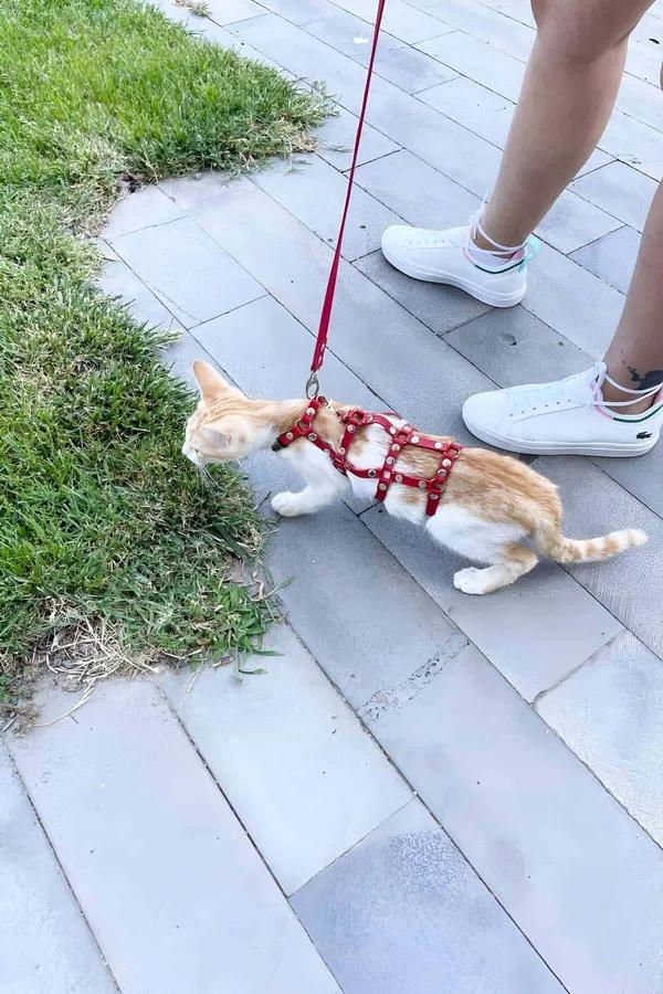 Red faux leather multi-strap cat harness with gold studs worn by orange cat on outdoor walk