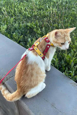 Leather Cat Collar, Leather Cat Collar - NPC013