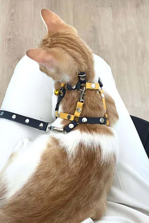 Yellow Navy Blue Fanatik Cat Collar, Cat Walking Collar, Cat Chest Collar - NPC003